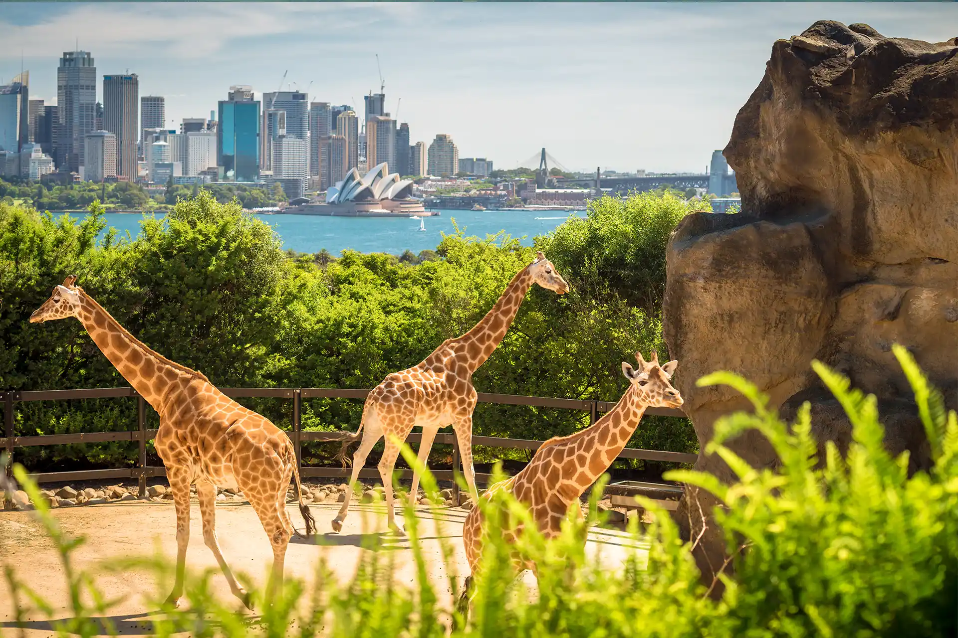 Giraffer på Sydney Zoo