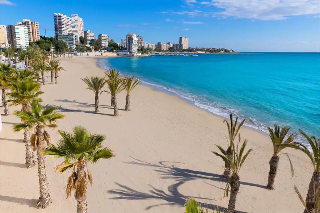 Palm på en strand i Spanien